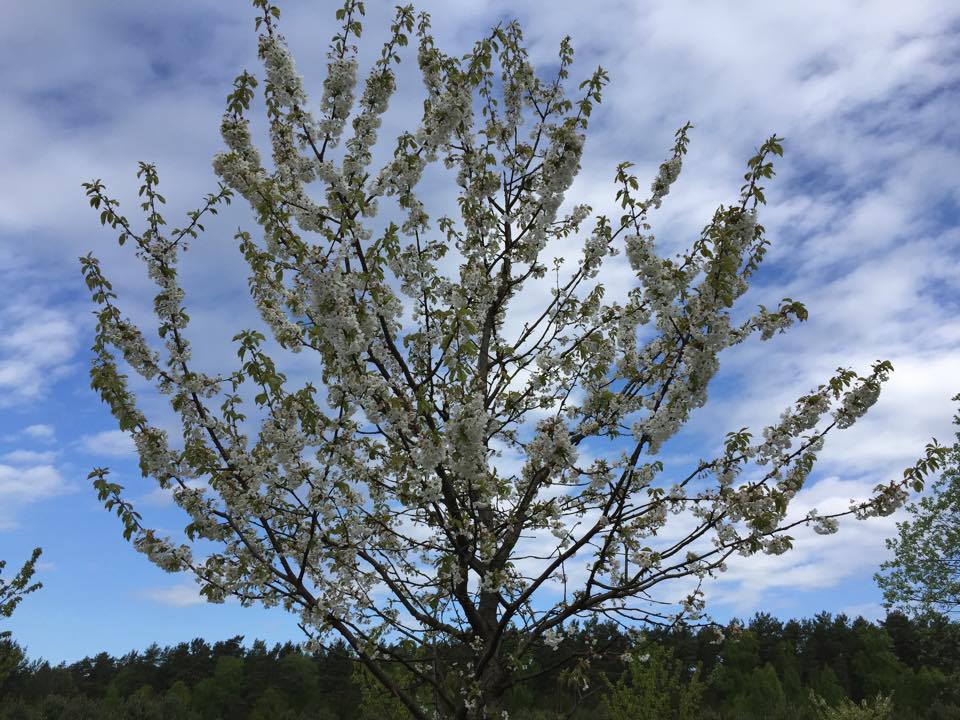 A long winter’s gone, summer’s calling from the skies, springtime rushed by so …
