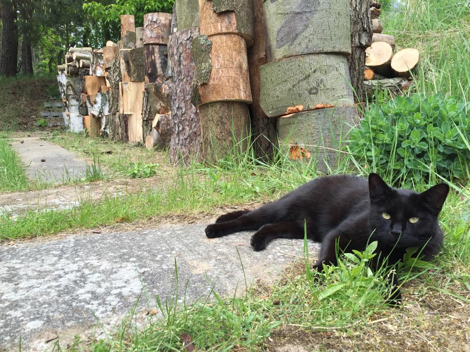 You better beware; that wood I cut last week is guarded!