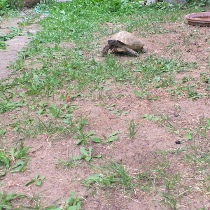 Schroeder Encounter: little #godzilla in #ramonzenker ‘s garden.