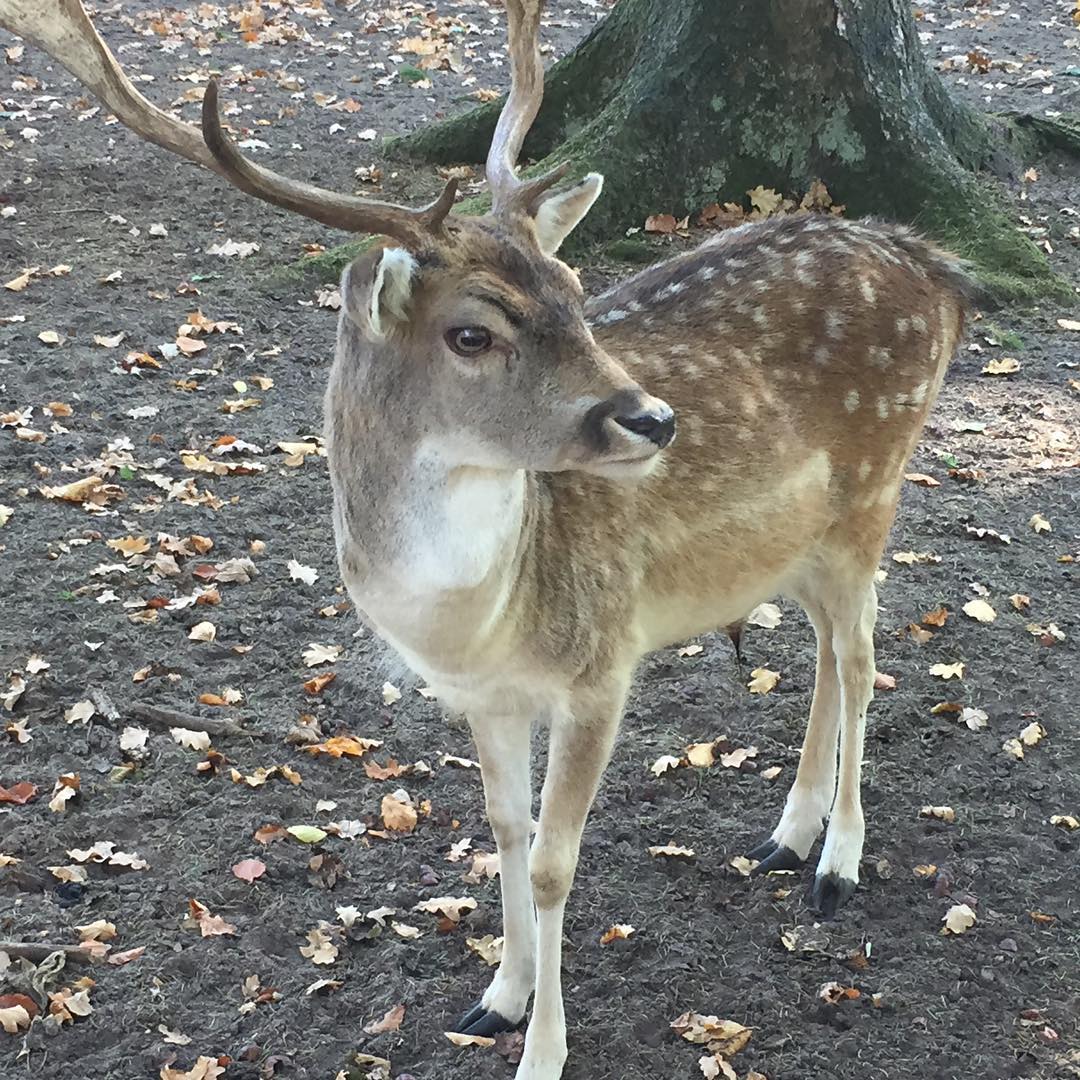 Favourite animal encounter