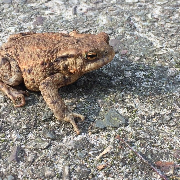 #frogger meets #jogger skin feels like leather