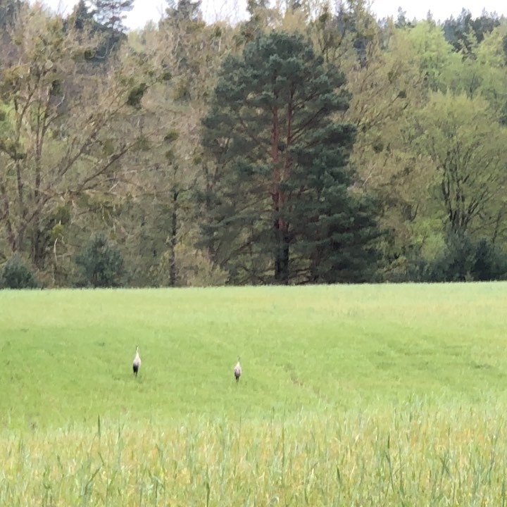 #cranes are amongst my favourite birds.