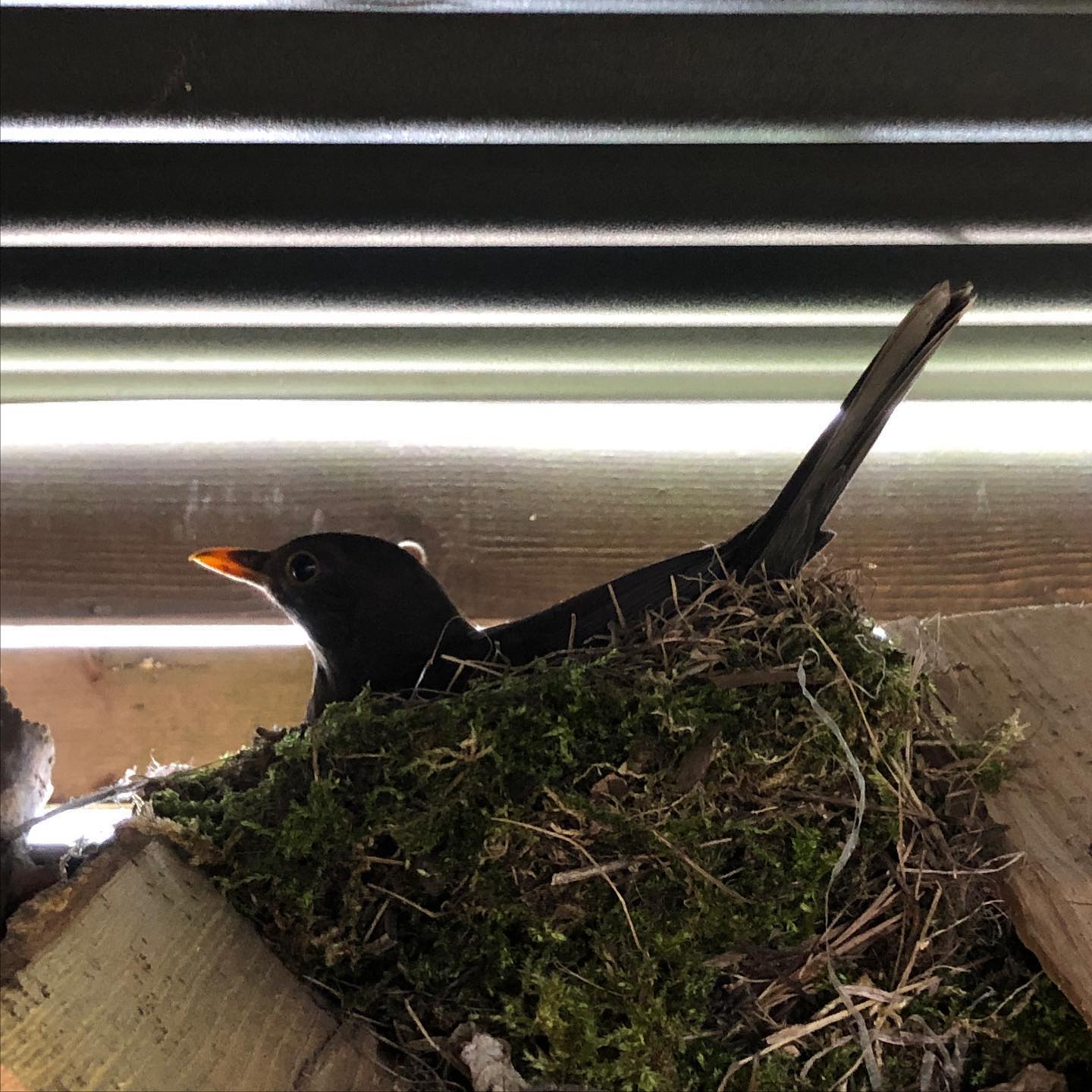 Blackbird is my favourite singing bird: I can honestly listen for hours to the …