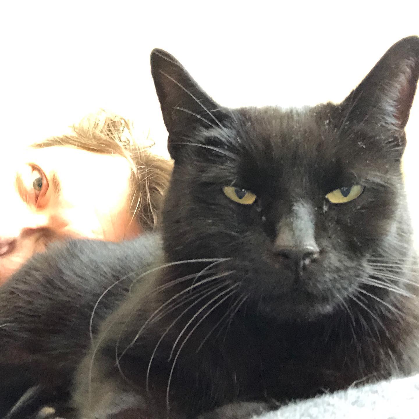 Let’s start 2nd day of#lockdown2 and #uselection2020 day with some #catcontent …