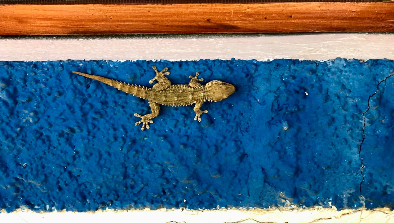 Gecko Love
