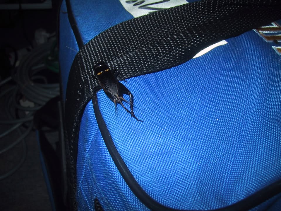 I just found this picture of an “alien bug” from Malaysia in my archives. It …