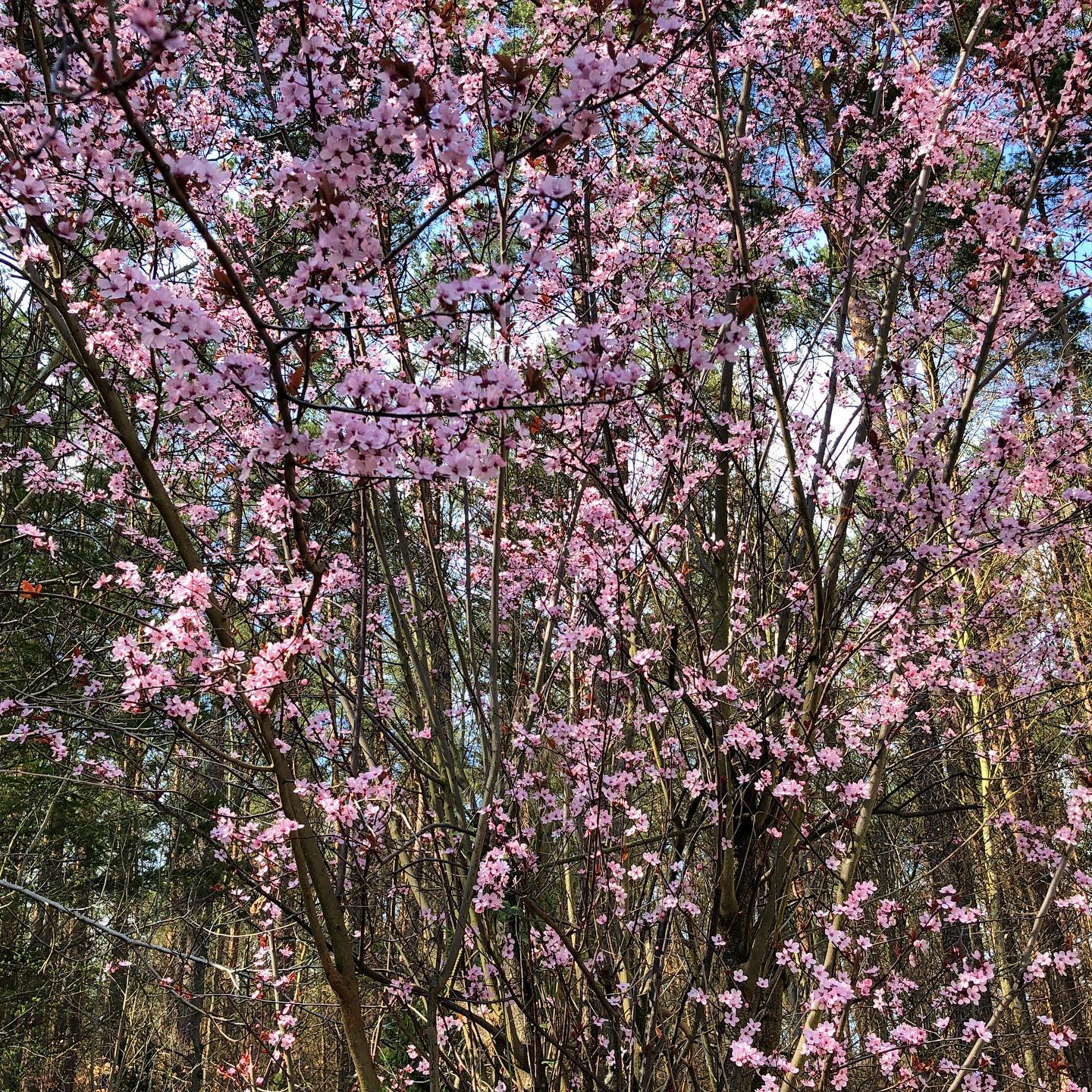 It’s finally #sakura time 🌸 in Brandenburg!