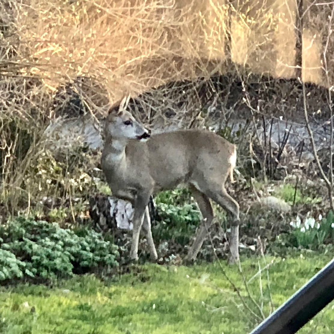 Today in my garden…..