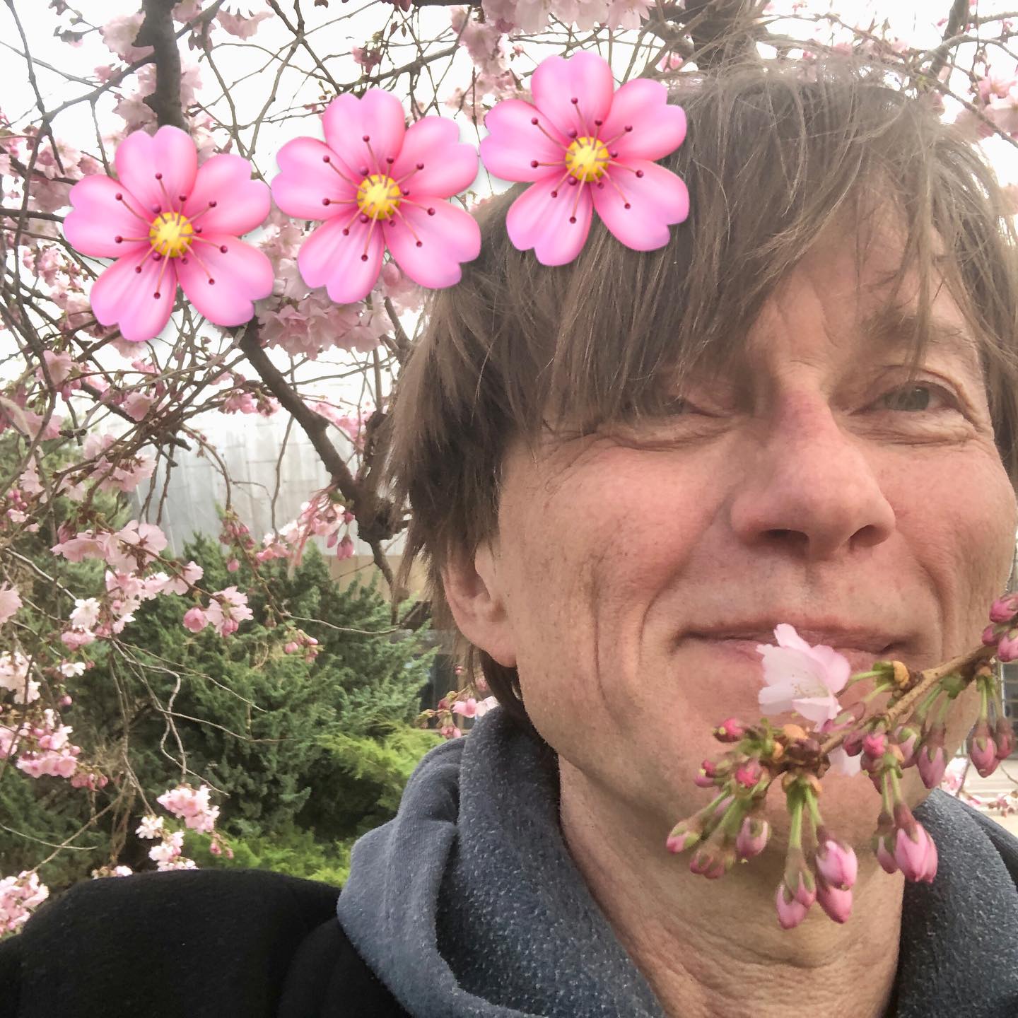 🌸 Cherry Blossom 🌸 season in Berlin! Let the springtime begin!  microglobe …