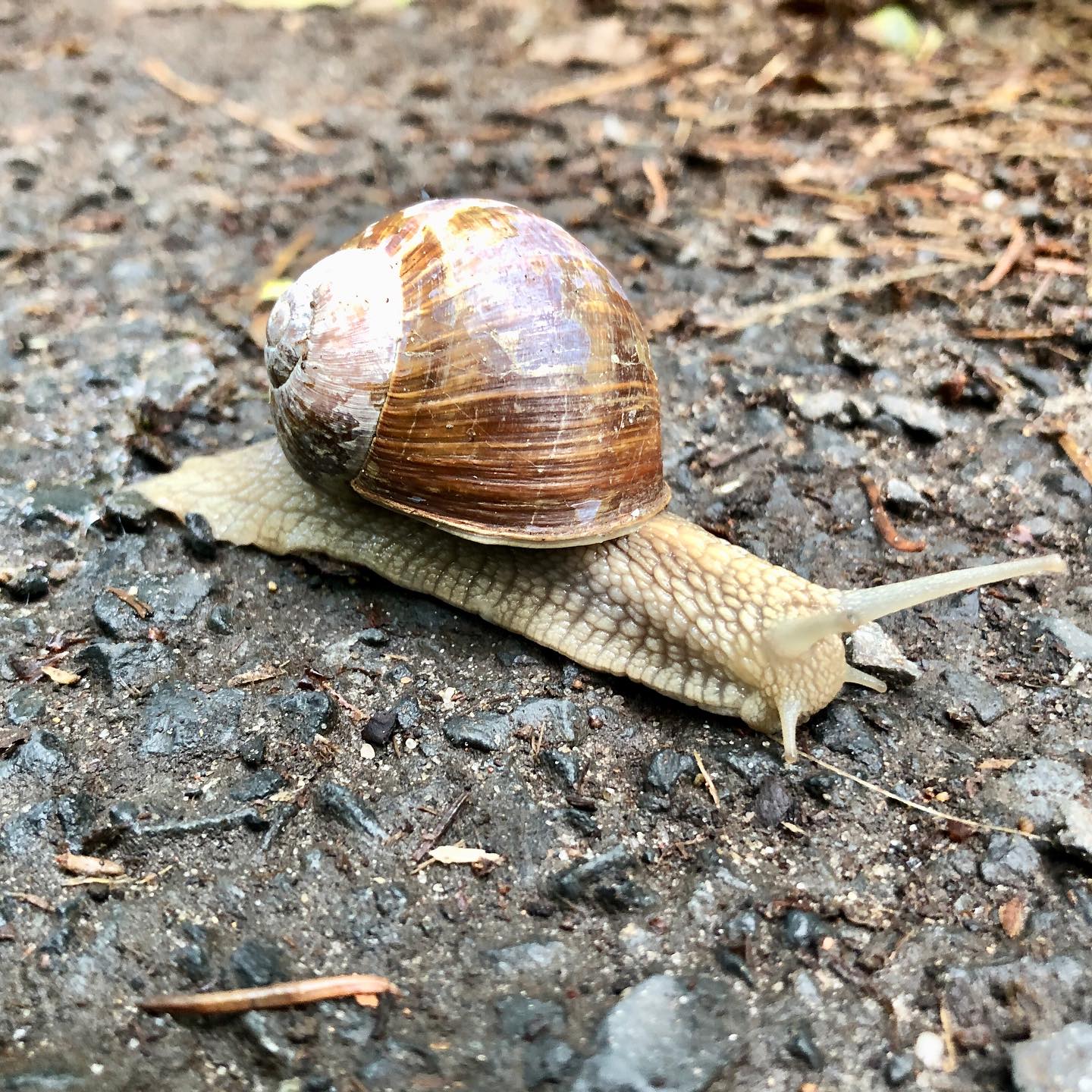 Encounter with this beautiful snail today. Helped her off the street before she …