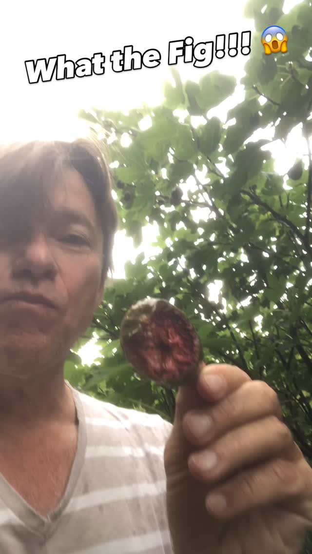 @mijk_van_dijk got delicious figs fresh from the tree!
